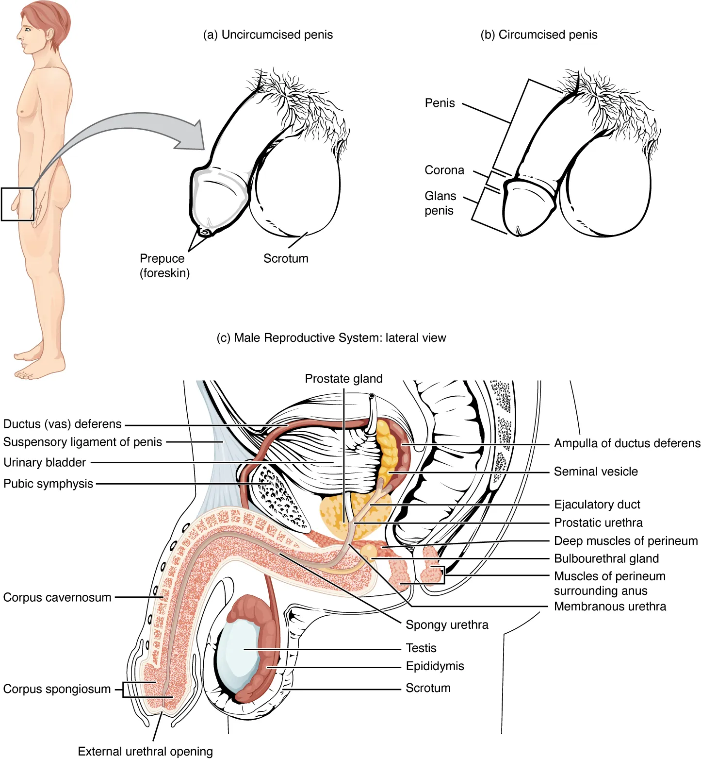 Clinical sagittal anatomy illustration showing the urinary and reproductive structures involved in ejaculation.