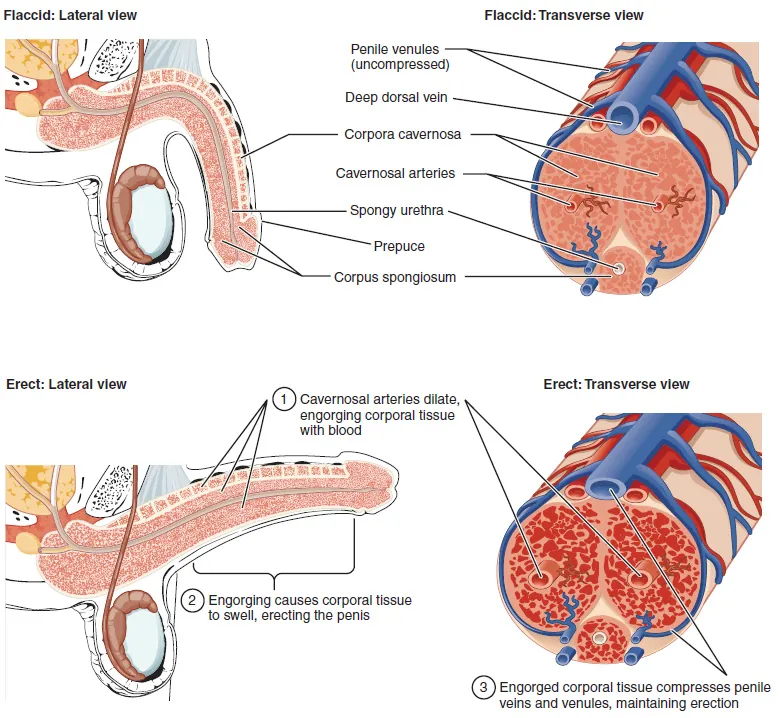 Clinical cutaway comparing relaxed and increased blood flow through adult penile erectile tissue.