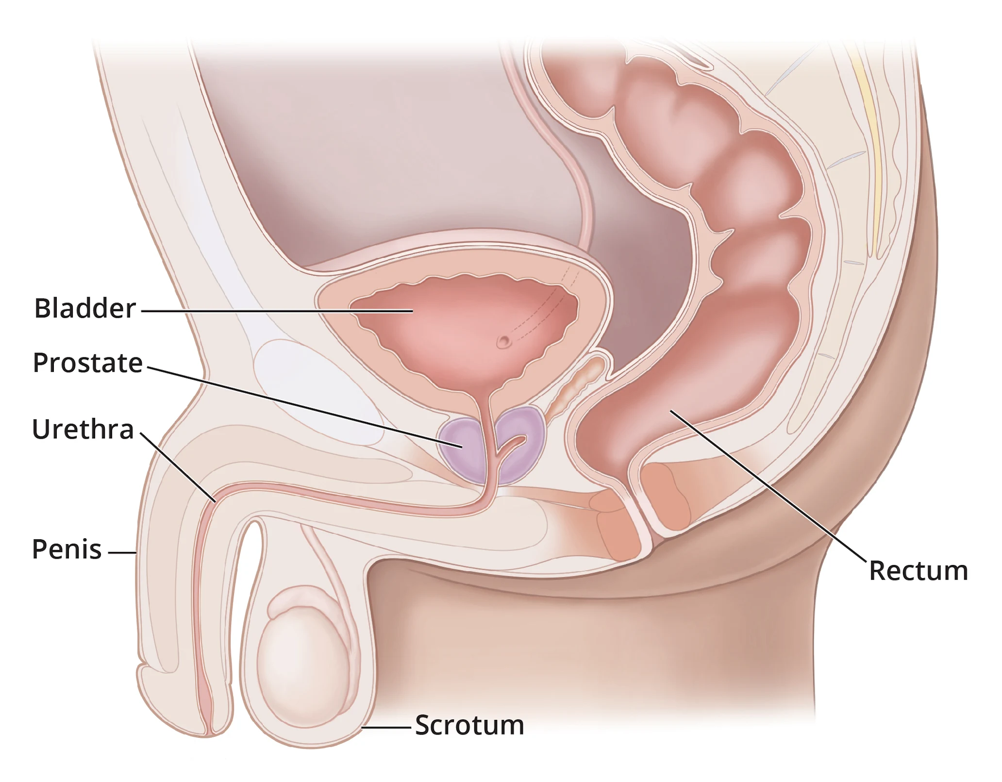 Clinical cutaway showing the bladder, prostate, urethra, and the route urine takes through the penis.